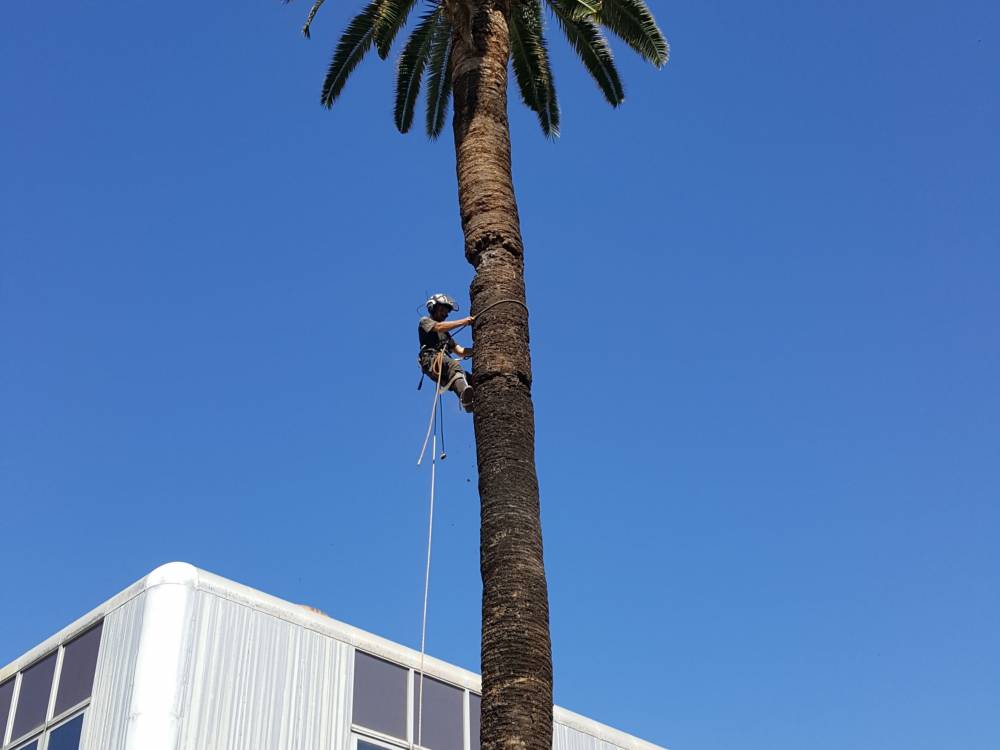 Abattage palmier (5) (2).jpg
