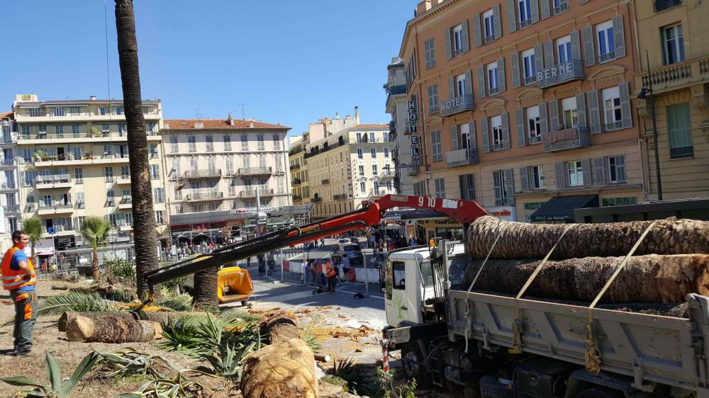 Abattage d’arbres et assainissement de palmiers
