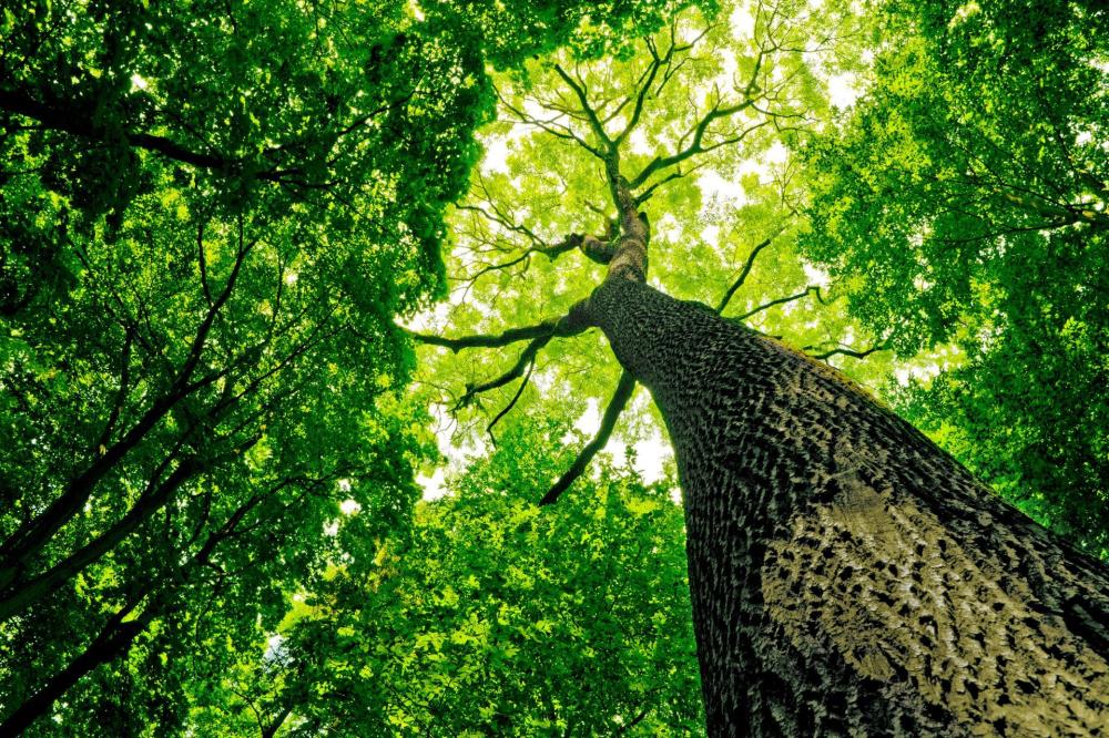Arbre vu de dessous